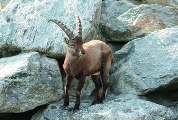 Über den Alpenzoo zur Hungerburg