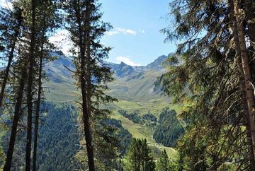 Bosque de cembros cerca de Praxmar