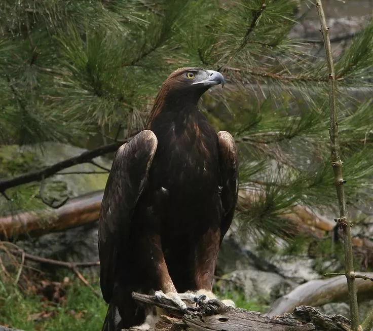 Alpenzoo Innsbruck Achtung RECHTE