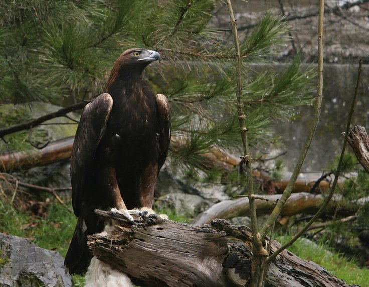 Alpenzoo Innsbruck Achtung RECHTE