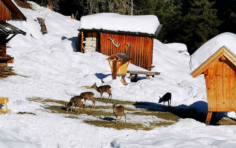Nourrissage des cerfs dans la vallée de Sellraintal