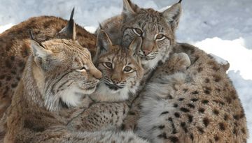 Alpenzoo