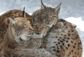Zoo alpino