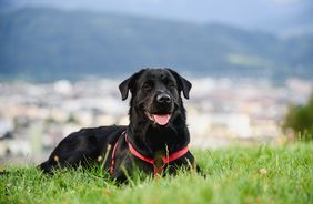 Excursión a la montaña con cuatro patas