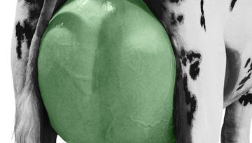 Tiroler Volksschauspiele