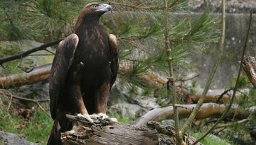 Alpenzoo
