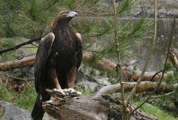 Zoo alpino