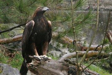 Zoo alpin