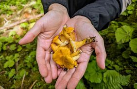 Pfifferlinge! Alles über die goldenen Waldschätze