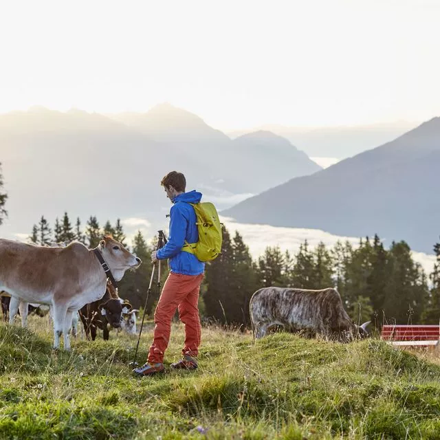 Los pastos alpinos no son un parque zoológico y las vacas no son animales domésticos