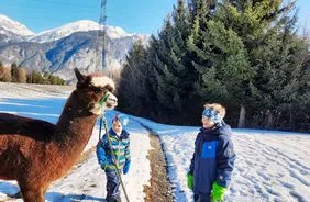 Hiking with alpacas – an unforgettable highlight