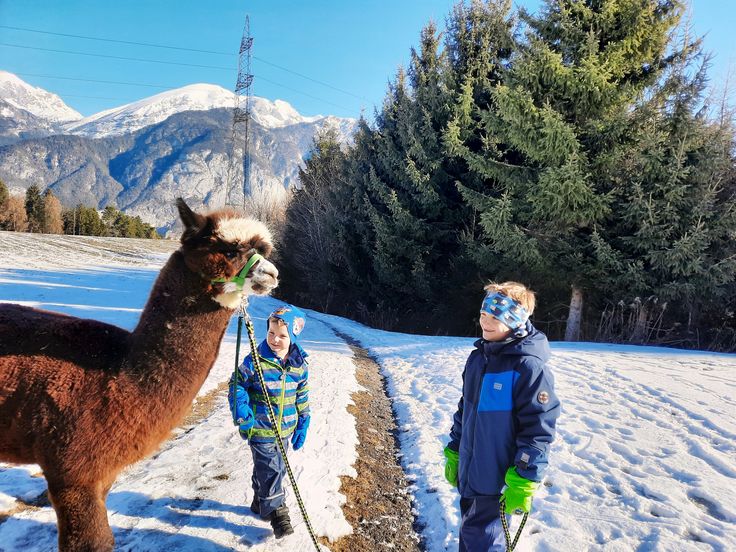 Hiking with alpacas – an unforgettable highlight