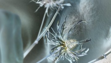 VORBRENNER: Photosensitives