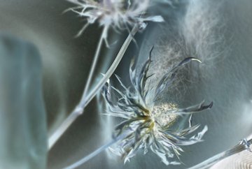 VORBRENNER: Photosensitives