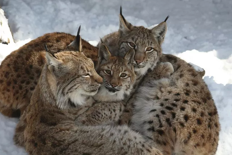 Alpenzoo Innsbruck Achtung