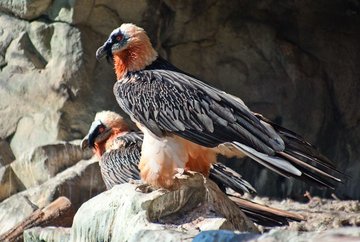 Über den Alpenzoo zur Hungerburg