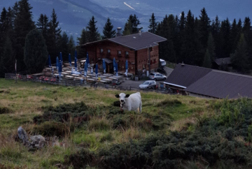 Cattle drive of the Birgitzer Alm