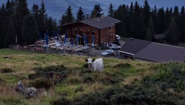 Cattle drive of the Birgitzer Alm