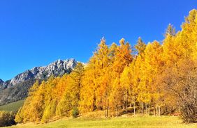 In Gold gehüllt: Herbst am Mieminger Plateau