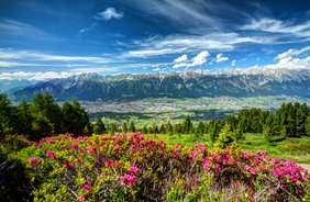 Almrosenblüte am Zirbenweg