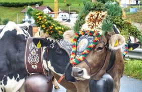 En torno a los pastos de montaña: costumbres y tradiciones animales