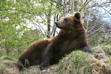 Walk 1: Alpin-urbane Perspektiven