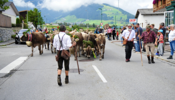 Axams' cattle drive