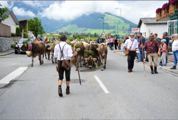 Axams' cattle drive