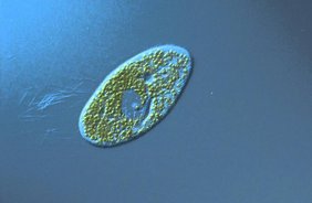 The ‘mikroVERSUM Zirl’ and Its Fantastic World of Microbes