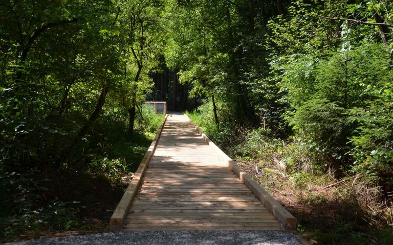 A natural oasis: Tantegert forest moor