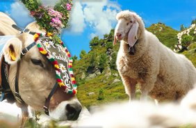 Tierische Heimkehr – Almabtrieb in Axams und Mutters