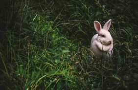 Acht Osterbräuche in Innsbruck, die man kennen sollte