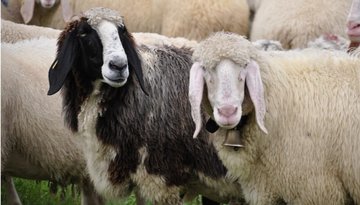 Sheep round-up