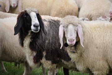 Sheep round-up