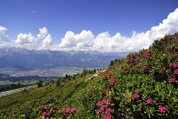Zirbenweg – le chemin des pins cembro