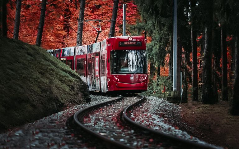 Visit the countryside in comfort: on the forest tram