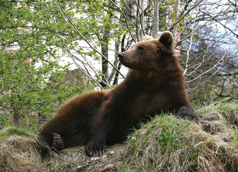 Innsbruck, Alpenzoo, Sommer, Braunbär, Tier