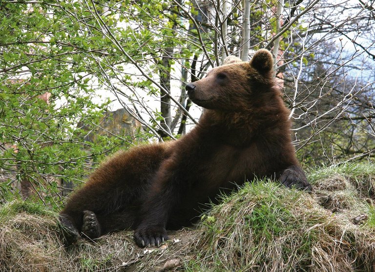 Innsbruck, Alpenzoo, Sommer, Braunbär, Tier