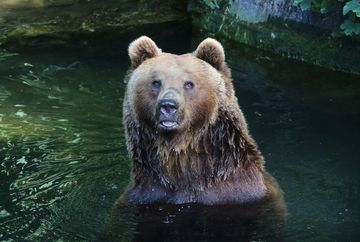 Zoo alpino