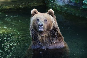 Zoo alpin