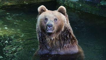 Alpenzoo