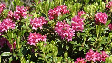 Alpengarten Patscherkofel