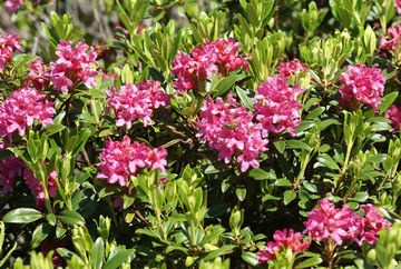 Alpengarten Patscherkofel