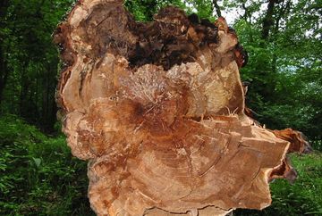 Naturdenkmal Stamser Eichenwald