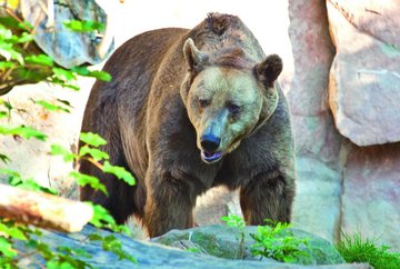 Über den Alpenzoo zur Hungerburg