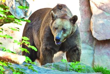 Alla Hungerburg, passando per l’Alpenzoo