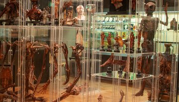 Musée d’anatomie d’Innsbruck