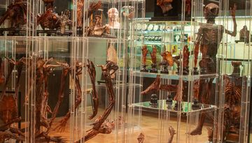 Museo dell´Istituto di Anatomia