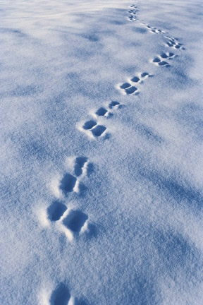 Spuren im Schnee