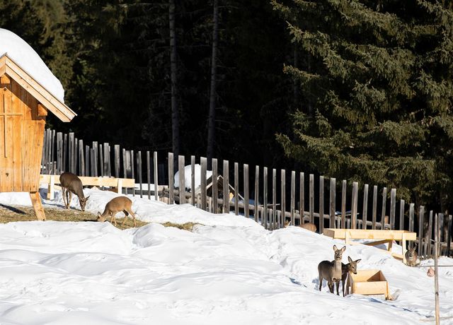Rotwildfuetterung-Praxmar-Wildtierfuetterung-01.jpg